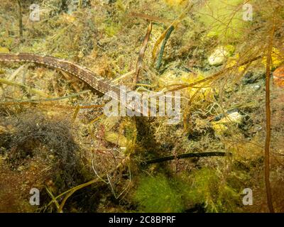 Un'immagine in primo piano di un'entelurus aequoreus o di un pesce di serpente. Foto di un mare a Oresund, Malmo Svezia meridionale Foto Stock