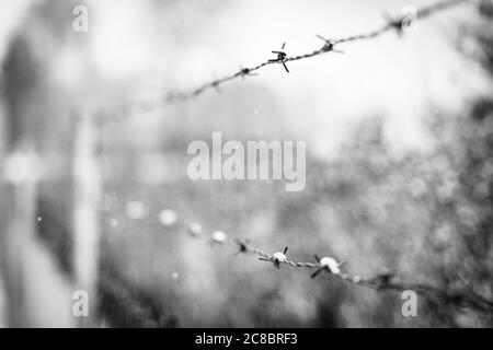 Vecchio recinto di filo spinato arrugginito coperto di neve in una struttura militare. Il filo dentato nero per le aree chiuse, filo dentato nero Foto Stock