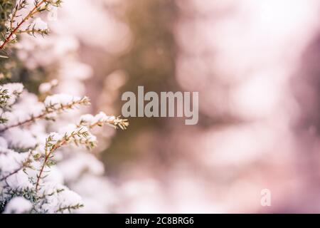 Closeup natura invernale. Rami di abete innevato sfocati con nevicate. Rami di conifere surgelati in inverno bianco. Astratta natura stagionale Foto Stock