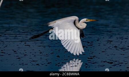 Eastern Great Egret volando su acque blu profonde- Nome scientifico Ardea Alba Modesta Foto Stock