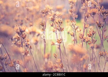 Cardo nel campo invernale autunno Foto Stock