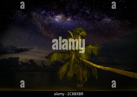 Notte scattata con palme e modo lattiginoso sullo sfondo. Palme sotto le stelle. Vista notturna esotica, strada lattea e bellissimo cielo notturno Foto Stock