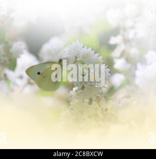 Bella natura dorata background.Floral Art Design.Macro Photography.Abstract pastello Paesaggio con Copy Space.Butterfly e Field.Summer Butterfly. Foto Stock