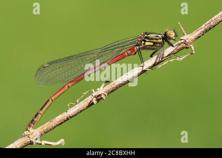 Grande mosca rossa (ninfula di Pyrrhosoma) appollaiato su ramoscello. Tipperary, Irlanda Foto Stock