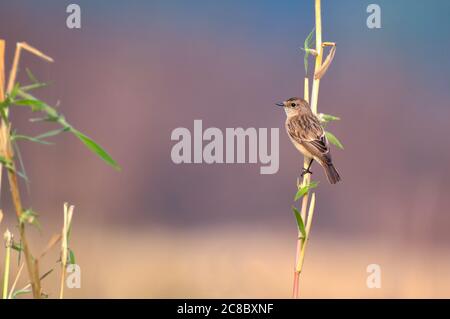 La chat sulla pietra siberiana o la chat sulla pietra asiatica è una specie convalidata di recente della famiglia dei flycatcher del Vecchio mondo. Come gli altri flycatcher a trush Foto Stock