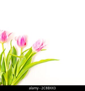 Bouquet di tulipani rosa isolato su sfondo bianco dall'alto. Vista dall'alto del bocciolo di fiori rossi. Layout del design del biglietto d'auguri per la primavera e la pasqua. Foto Stock