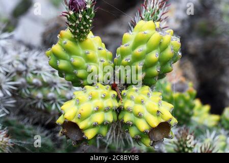 Kaktus cilindropultia spinoosior Foto Stock