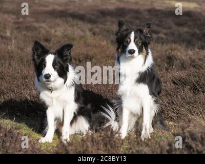 Due cani collie di bordo siedono nella erica. Foto Stock
