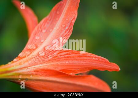 Fiore colorato con gocce di pioggia su luminoso sfondo tropicale fogliame natura. Soleggiata Foto Stock