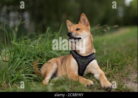 Un piccolo e grazioso Shiba Inu Foto Stock