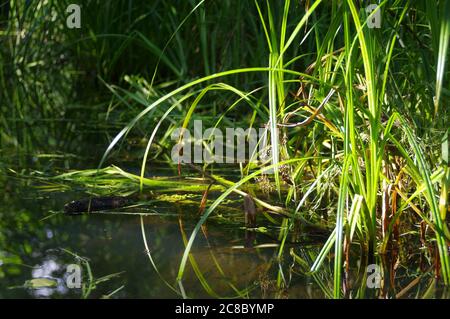 Zona umida naturale con le piante in acqua. Concetto di natura, ecologia e cura dell'ambiente. Serbatoi di ritenzione dell'acqua ripristinati. Canne verdi in paludi Foto Stock