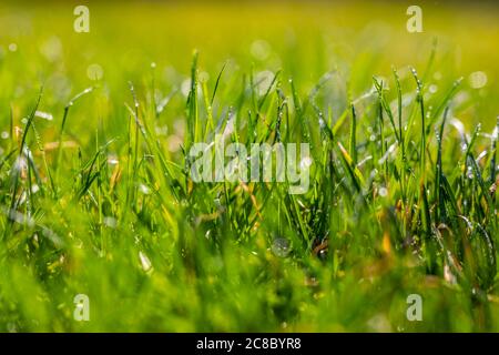 Erba fresca con gocce di rugiada. Erba verde, campo da golf o da calcio Foto Stock