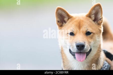 Ritratto di Shiba Inu Foto Stock