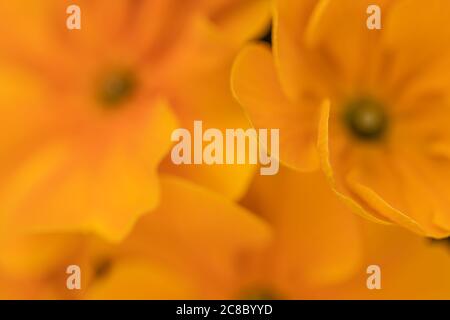 Fiori gialli. Macro shot di petali di crisantemo gialli. Foto Stock