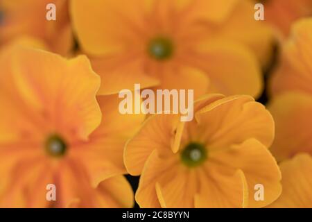Fiori gialli. Macro shot di petali di crisantemo gialli. Foto Stock