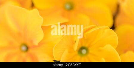Fiori gialli. Macro shot di petali di crisantemo gialli. Foto Stock