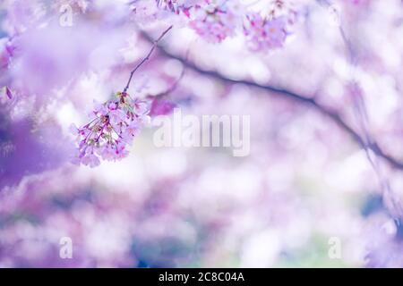 Bordo primaverile, fiore primaverile e natura floreale aprile su sfondo blu. Bella sfocatura di fiori di primavera colorati, colori. Fioritura di ciliegi soleggiati Foto Stock