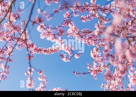 Fiore di ciliegio rosa sull'albero di Sakura. I fiori Sakura sono rappresentativi dei fiori giapponesi. Incredibile natura primaverile. Bei colori della natura Foto Stock