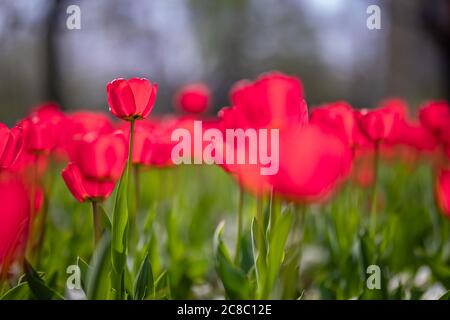 Primo piano di tulipani rosa in un campo di tulipani rosa. Bella primavera natura sfondo. Romantico tulipani primavera fiore bello in giardino pianta Foto Stock