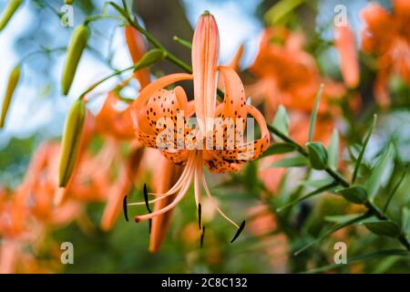 Fiore completamente aperto di un giglio della tigre nel giardino Foto Stock