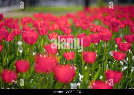 Primo piano di tulipani rosa in un campo di tulipani rosa. Bella primavera natura sfondo. Romantico tulipani primavera fiore bello in giardino pianta Foto Stock