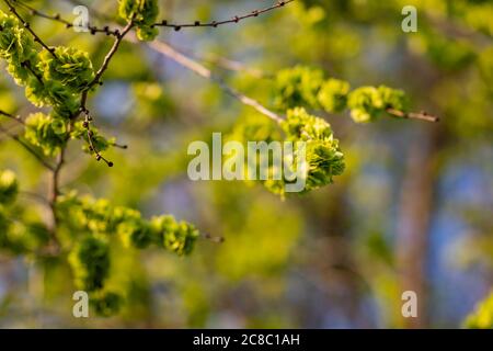 La primavera lascia fresche foglie di primavera giovani Foto Stock