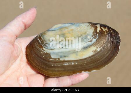 Lontra comune di Shell lutraria Lutraria Foto Stock