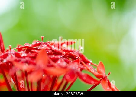 Fiore colorato di gardenia con gocce di pioggia su sfondo naturale tropicale bokeh sfocato. Paesaggio floreale esotico Foto Stock