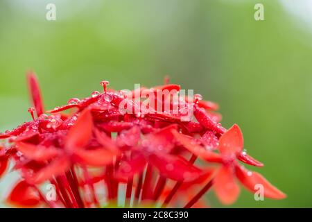 Fiore colorato di gardenia con gocce di pioggia su sfondo naturale tropicale bokeh sfocato. Paesaggio floreale esotico Foto Stock