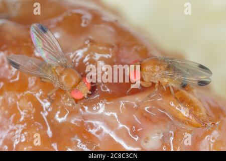 Drosophila suzuki - comunemente chiamato l'ala spotted drosophila o SWD. Vola su frutta marcio. Foto Stock