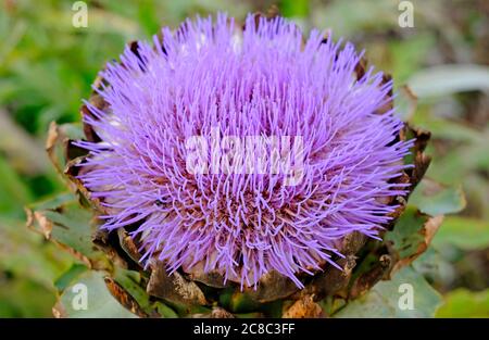 fiore viola carciofo globo fiorito in giardino inglese, norfolk, inghilterra Foto Stock
