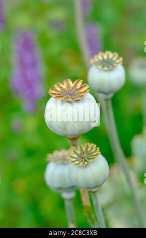 teste di seme di papavero, papaver somniferum in giardino inglese, norfolk, inghilterra Foto Stock