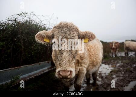 Primo piano di Cow in campo fangoso Foto Stock