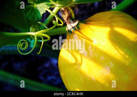 Piccola zucca arancione sulla crescita del terreno nel giardino nel cortile. Halloween cibo e simboli di vacanze Foto Stock