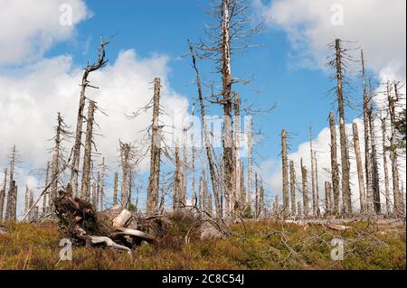 Bavarese - Germania, 1. 2015 agosto: Il Parco Nazionale della Foresta Bavarese è un parco nazionale situato nella foresta bavarese posteriore, direttamente al confine con il C. Foto Stock