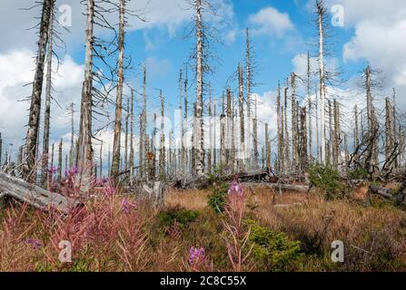 Bavarese - Germania, 1. 2015 agosto: Il Parco Nazionale della Foresta Bavarese è un parco nazionale situato nella foresta bavarese posteriore, direttamente al confine con il C. Foto Stock