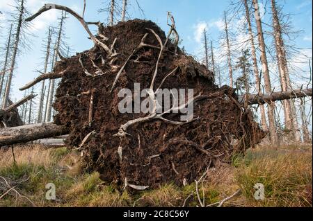 Bavarese - Germania, 1. 2015 agosto: Il Parco Nazionale della Foresta Bavarese è un parco nazionale situato nella foresta bavarese posteriore, direttamente al confine con il C. Foto Stock