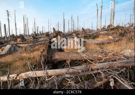 Bavarese - Germania, 1. 2015 agosto: Il Parco Nazionale della Foresta Bavarese è un parco nazionale situato nella foresta bavarese posteriore, direttamente al confine con il C. Foto Stock