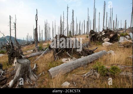 Bavarese - Germania, 1. 2015 agosto: Il Parco Nazionale della Foresta Bavarese è un parco nazionale situato nella foresta bavarese posteriore, direttamente al confine con il C. Foto Stock