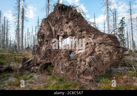 Bavarese - Germania, 1. 2015 agosto: Il Parco Nazionale della Foresta Bavarese è un parco nazionale situato nella foresta bavarese posteriore, direttamente al confine con il C. Foto Stock