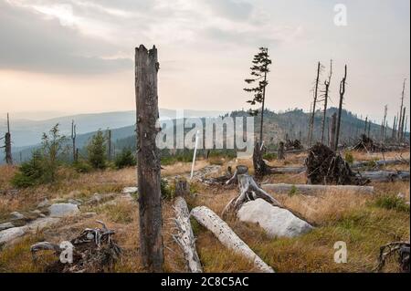 Bavarese - Germania, 1. 2015 agosto: Il Parco Nazionale della Foresta Bavarese è un parco nazionale situato nella foresta bavarese posteriore, direttamente al confine con il C. Foto Stock