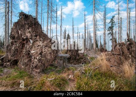 Bavarese - Germania, 1. 2015 agosto: Il Parco Nazionale della Foresta Bavarese è un parco nazionale situato nella foresta bavarese posteriore, direttamente al confine con il C. Foto Stock