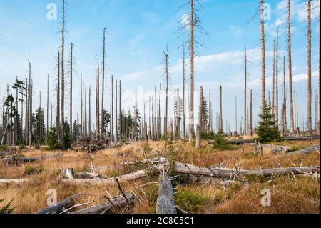 Bavarese - Germania, 1. 2015 agosto: Il Parco Nazionale della Foresta Bavarese è un parco nazionale situato nella foresta bavarese posteriore, direttamente al confine con il C. Foto Stock