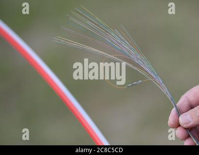 23 luglio 2020, Brandenburg, Schwedt/Oder: Una mano tiene cavi in fibra ottica per l'espansione della banda larga. Il distretto di Uckermark è nei blocchi di partenza per una fornitura di Internet a prova di futuro. Oggi si sta svolgendo la cerimonia rivoluzionaria per l'obiettivo di espansione di un Gigabit al secondo. Una volta ultimato il lavoro, circa 1,800 famiglie private e 300 unità commerciali nella sola area del progetto Schwedt ne trarranno beneficio. Il Ministero dell'Economia del Brandeburgo sostiene il distretto nell'espansione della banda larga con 52 milioni di euro. Insieme ai fondi del fondo federale per la banda larga Foto Stock
