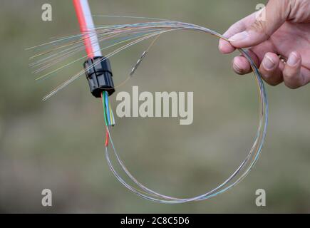 23 luglio 2020, Brandenburg, Schwedt/Oder: Una mano tiene cavi in fibra ottica per l'espansione della banda larga. Il distretto di Uckermark è nei blocchi di partenza per una fornitura di Internet a prova di futuro. Oggi si sta svolgendo la cerimonia rivoluzionaria per l'obiettivo di espansione di un Gigabit al secondo. Una volta ultimato il lavoro, circa 1,800 famiglie private e 300 unità commerciali nella sola area del progetto Schwedt ne trarranno beneficio. Il Ministero dell'Economia del Brandeburgo sostiene il distretto nell'espansione della banda larga con 52 milioni di euro. Insieme ai fondi del fondo federale per la banda larga Foto Stock