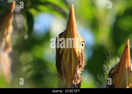 Primo piano di un gruppo di tre pulcini di Cocoi Heron (Ardea cocoi) sulla riva del lago di Esteros del Iberá, Corrientes, Argentina. Foto Stock