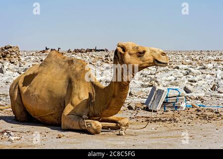 Dromedario in attesa di essere caricato con lastre di sale per il trasporto al mercato, a Hamadela, Danakil depressione, Afar Regione, Etiopia Foto Stock