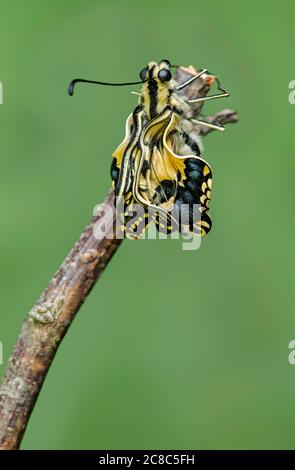 Farfalla a coda di rondine del Vecchio mondo appena schiusa (Papilio machaon) prima che le ali si svolgiino, Svizzera Foto Stock