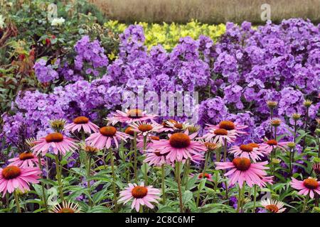 Echinacea purpurea daisy 'Parasol Rosa' durante i mesi estivi Foto Stock