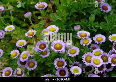 Erigeron glaucus fleabane 'SeaBreeze' in fiore Foto Stock